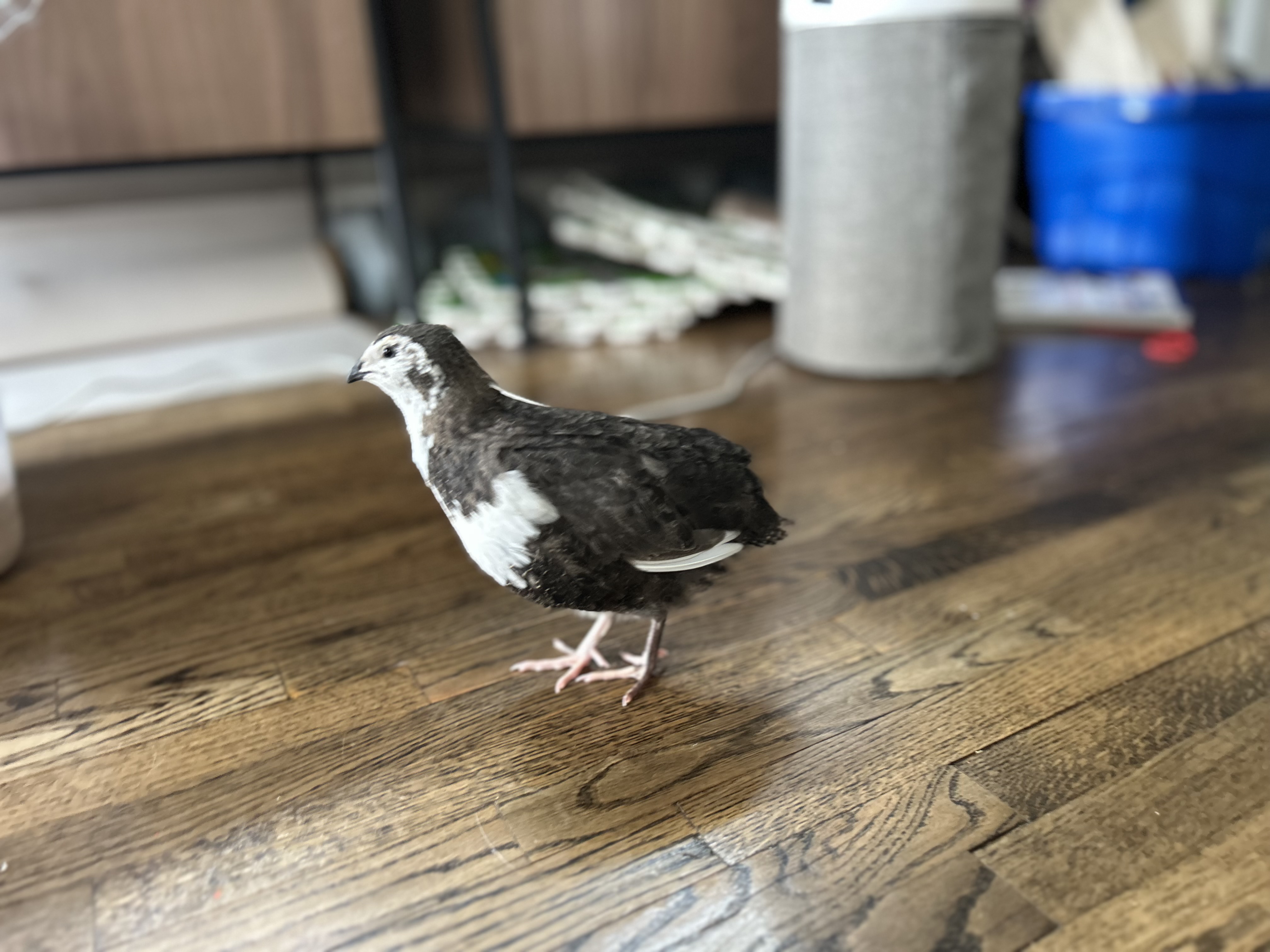 A tuxedo corturnix quail